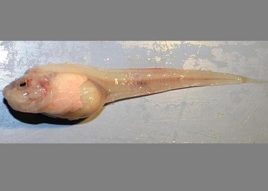 海洋最深的鱼类：2018十大新奇物种名单（图）