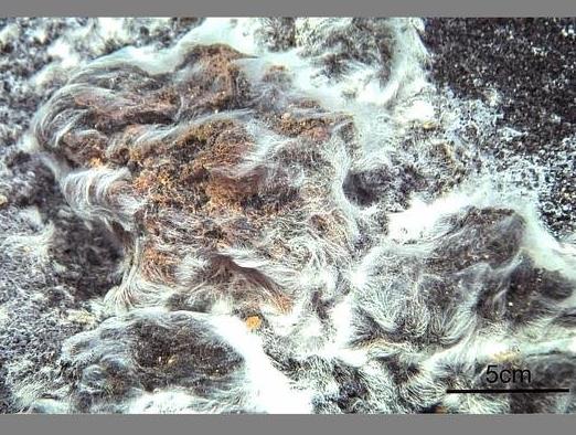 海洋最深的鱼类:2018十大新奇物种名单(图) 海洋最深的鱼类:2018十大新奇物种名单(图)