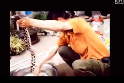 村民捉4斤重五步蛇：被五步蛇咬了只能走五步么,被咬了怎么办