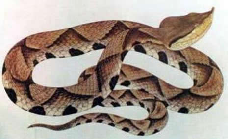 村民捉4斤重五步蛇：被五步蛇咬了只能走五步么,被咬了怎么办