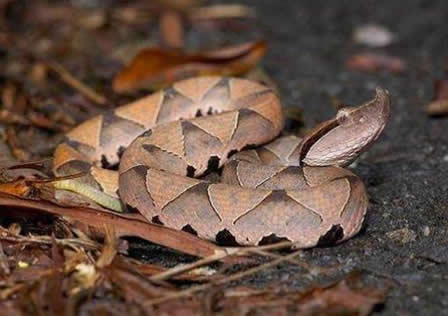 村民捉4斤重五步蛇：被五步蛇咬了只能走五步么,被咬了怎么办