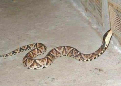 村民捉4斤重五步蛇：被五步蛇咬了只能走五步么,被咬了怎么办