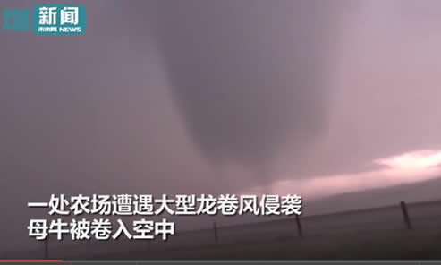 母牛真被吹上天：遇龙卷风侵袭,牛在天上飞画面