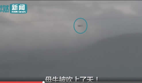 母牛真被吹上天：遇龙卷风侵袭,牛在天上飞画面