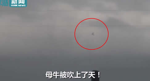 母牛真被吹上天：遇龙卷风侵袭,牛在天上飞画面