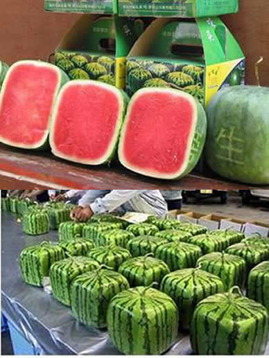 方形西瓜切开图片：日本方形西瓜 切开爆笑中国人