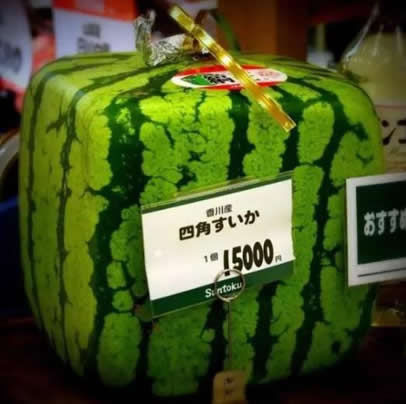 方形西瓜切开图片：日本方形西瓜 切开爆笑中国人