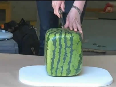 方形西瓜切开图片：日本方形西瓜 切开爆笑中国人