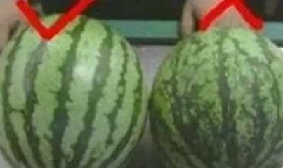 西瓜也分公母?原来我这么多年一直吃错了(组图) 西瓜也分公母?原来我这么多年一直吃错了(组图)