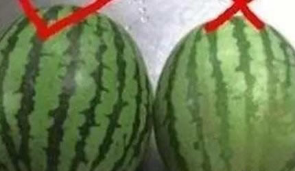 西瓜也分公母?原来我这么多年一直吃错了(组图) 西瓜也分公母?原来我这么多年一直吃错了(组图)