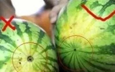西瓜也分公母?原来我这么多年一直吃错了(组图) 西瓜也分公母?原来我这么多年一直吃错了(组图)