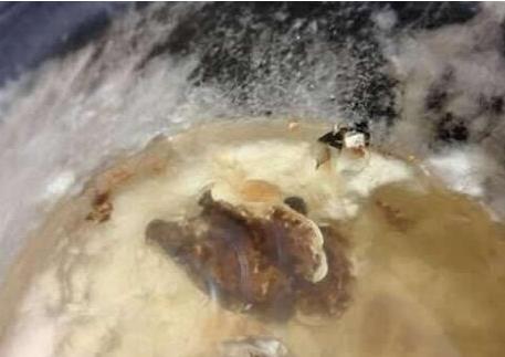 出差两月打开电饭锅后惊呆了（图）