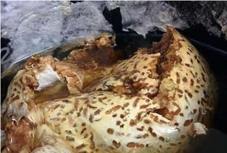 出差两月打开电饭锅后惊呆了（图）