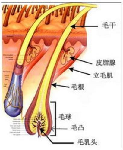 脱发科普:发根的小白点,到底是什么?（图）