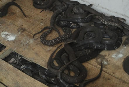 在家养上千条眼镜蛇：1400多只气势凶猛,厉害了我的姐姐