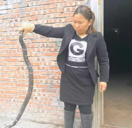 在家养上千条眼镜蛇：1400多只气势凶猛,厉害了我的姐姐