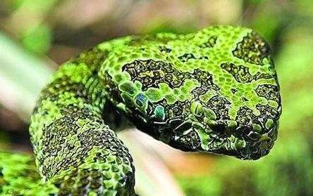 在家养上千条眼镜蛇:1400多只气势凶猛,厉害了我的姐姐 在家养上千条眼镜蛇:1400多只气势凶猛,厉害了我的姐姐