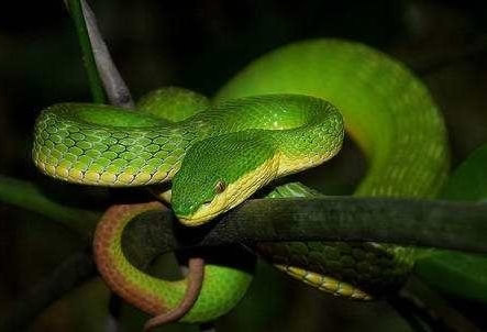 在家养上千条眼镜蛇:1400多只气势凶猛,厉害了我的姐姐 在家养上千条眼镜蛇:1400多只气势凶猛,厉害了我的姐姐