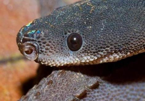 世界上最奇怪的蛇:奇怪的十种蛇排名第一让女人羞涩 世界上最奇怪的蛇:奇怪的十种蛇排名第一让女人羞涩