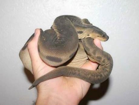 世界上最奇怪的蛇：奇怪的十种蛇排名第一让女人羞涩