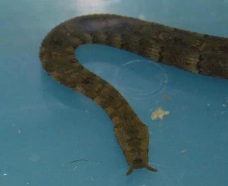 世界上最奇怪的蛇:奇怪的十种蛇排名第一让女人羞涩 世界上最奇怪的蛇:奇怪的十种蛇排名第一让女人羞涩