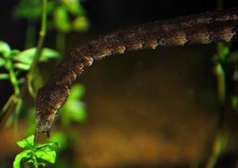 世界上最奇怪的蛇:奇怪的十种蛇排名第一让女人羞涩 世界上最奇怪的蛇:奇怪的十种蛇排名第一让女人羞涩