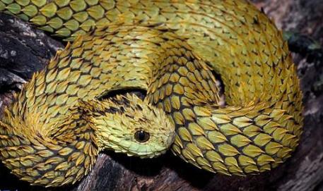 世界上最奇怪的蛇：奇怪的十种蛇排名第一让女人羞涩