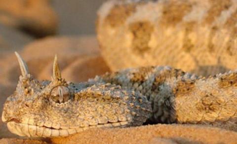 世界上最奇怪的蛇:奇怪的十种蛇排名第一让女人羞涩 世界上最奇怪的蛇:奇怪的十种蛇排名第一让女人羞涩