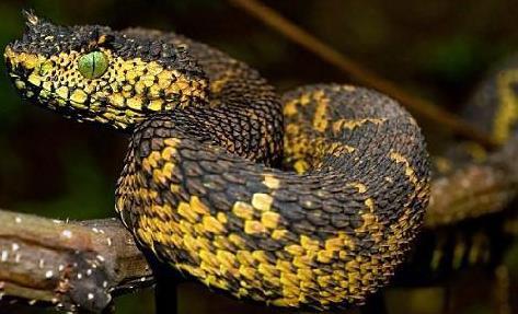 世界上最奇怪的蛇:奇怪的十种蛇排名第一让女人羞涩 世界上最奇怪的蛇:奇怪的十种蛇排名第一让女人羞涩