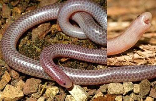世界上最奇怪的蛇：奇怪的十种蛇排名第一让女人羞涩