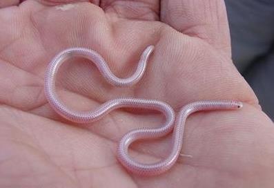 世界上最奇怪的蛇：奇怪的十种蛇排名第一让女人羞涩