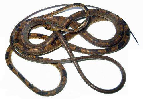 世界上最奇怪的蛇：奇怪的十种蛇排名第一让女人羞涩