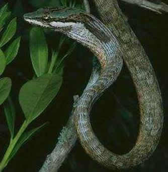 世界上最奇怪的蛇:奇怪的十种蛇排名第一让女人羞涩 世界上最奇怪的蛇:奇怪的十种蛇排名第一让女人羞涩