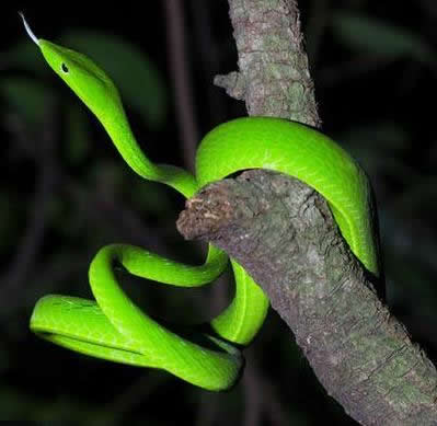 世界上最奇怪的蛇:奇怪的十种蛇排名第一让女人羞涩 世界上最奇怪的蛇:奇怪的十种蛇排名第一让女人羞涩