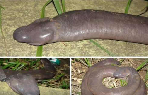 世界上最奇怪的蛇：奇怪的十种蛇排名第一让女人羞涩