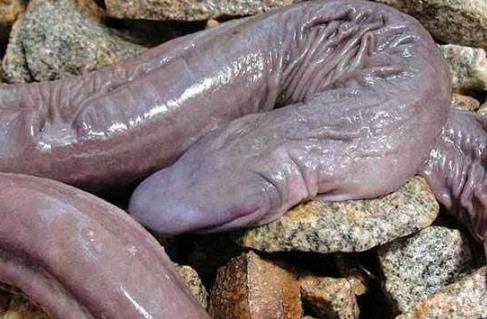 世界上最奇怪的蛇：奇怪的十种蛇排名第一让女人羞涩