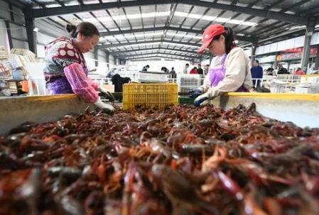 小龙虾出征世界杯：10万只小龙虾多种风味（组图）