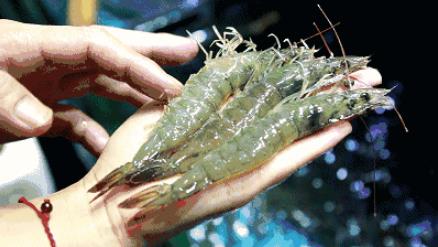 被虾刺中险被截肢:是怎么回事,小小海虾引起风波真相 被虾刺中险被截肢:是怎么回事,小小海虾引起风波真相