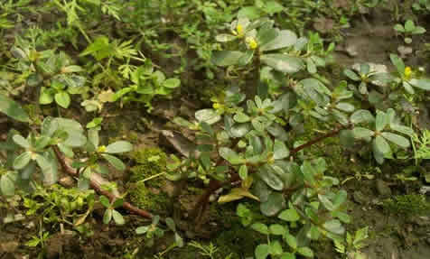 马齿苋的功效与作用:马齿苋食用宜忌,马齿苋图片 马齿苋的功效与作用:马齿苋食用宜忌,马齿苋图片