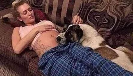 主人怀孕时狗狗经常顶她肚子,去医院检查后医生傻了! 主人怀孕时狗狗经常顶她肚子,去医院检查后医生傻了!