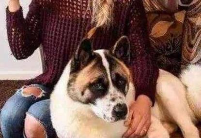 主人怀孕时狗狗经常顶她肚子,去医院检查后医生傻了! 主人怀孕时狗狗经常顶她肚子,去医院检查后医生傻了!