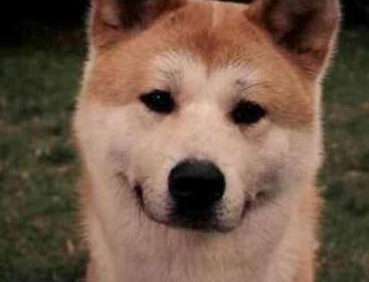 主人怀孕时狗狗经常顶她肚子,去医院检查后医生傻了! 主人怀孕时狗狗经常顶她肚子,去医院检查后医生傻了!