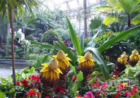 植物的神奇功能有什么：植物不仅能感知还能当测谎专家