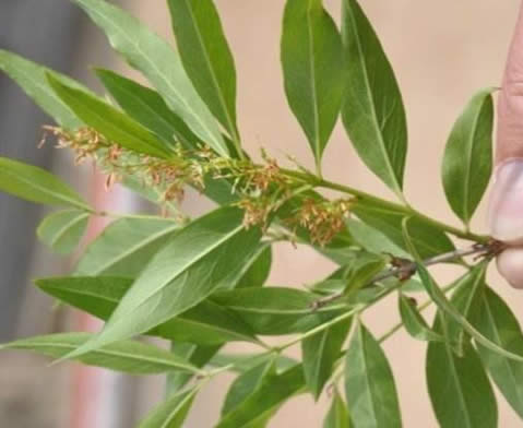 植物的神奇功能有什么：植物不仅能感知还能当测谎专家