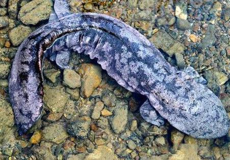 野生动物排行榜：世界十大最珍稀野生动物排行榜