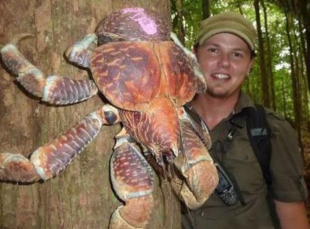 野生动物排行榜：世界十大最珍稀野生动物排行榜