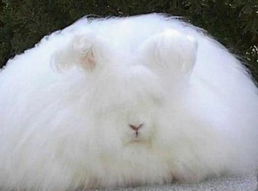 野生动物排行榜:世界十大最珍稀野生动物排行榜 野生动物排行榜:世界十大最珍稀野生动物排行榜