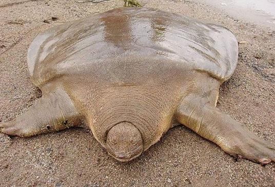 野生动物排行榜:世界十大最珍稀野生动物排行榜 野生动物排行榜:世界十大最珍稀野生动物排行榜