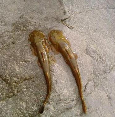 野生动物排行榜:世界十大最珍稀野生动物排行榜 野生动物排行榜:世界十大最珍稀野生动物排行榜