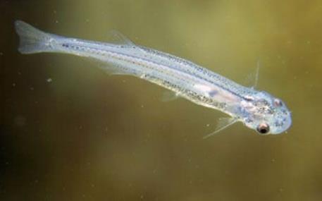 野生动物排行榜:世界十大最珍稀野生动物排行榜 野生动物排行榜:世界十大最珍稀野生动物排行榜